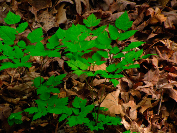 Walking in the Spring Woods